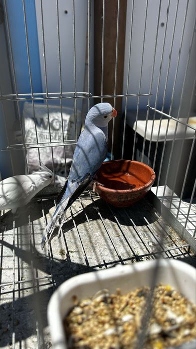 Aves para criar a mao e criadas a mao