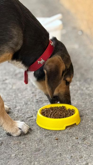 Замечена собака в красном ошейнике