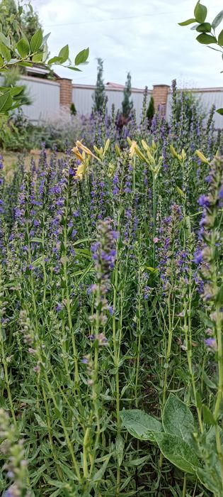 Гісоп лікарський