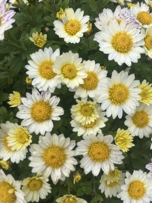 Хризантема кульки