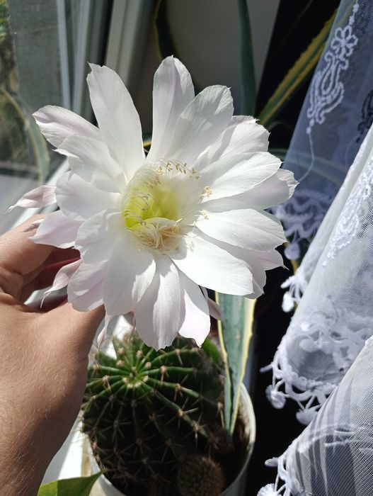 Młode kwitnące kaktusy. Gatunek: Echinopsis eyriesii