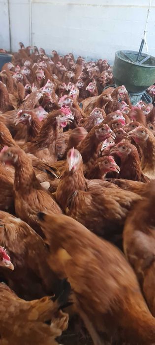 Kury Nioski młode z pierwszym jajkiem.Rosa Messa Leghorn Dominant.