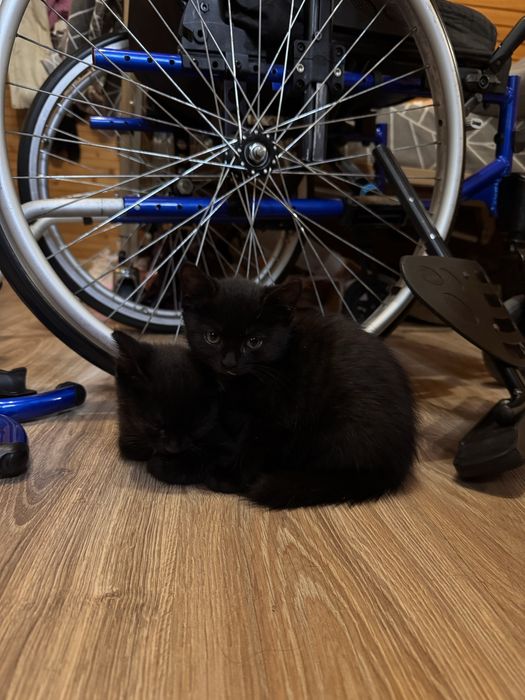 Віддам кошенят у добрі руки