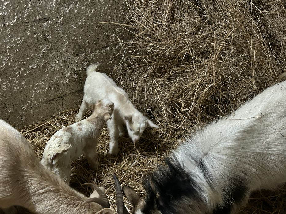 Para venda 2 casais de cabras 3meses