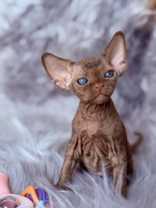 Devon Rex cinnamon, wyjątkowy kocurek JULIUS Hasu’Neko*PL