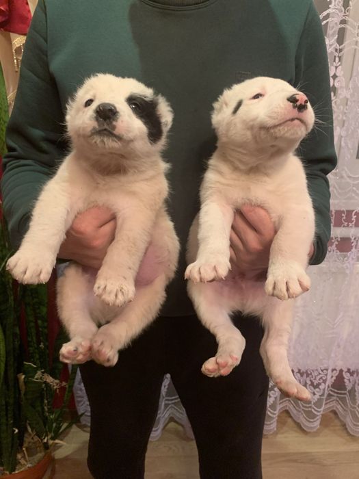 Продам щенят Алабая