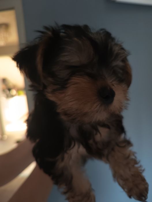 Szczeniaki rasy Yorkshire terrier