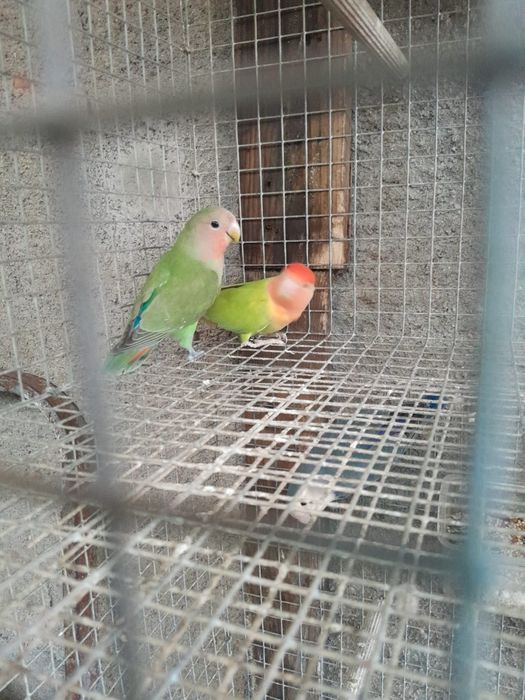 Agapornis disponíveis