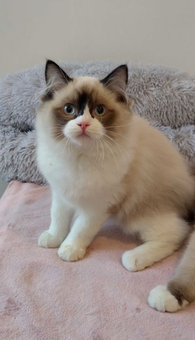 Kocurek ragdoll 8 miesięcy Wrocław
