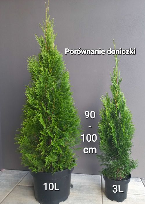 Tuja Thuja Szmaragd 80-100 cm !DONICZKA 10L (NIE 3L)!!