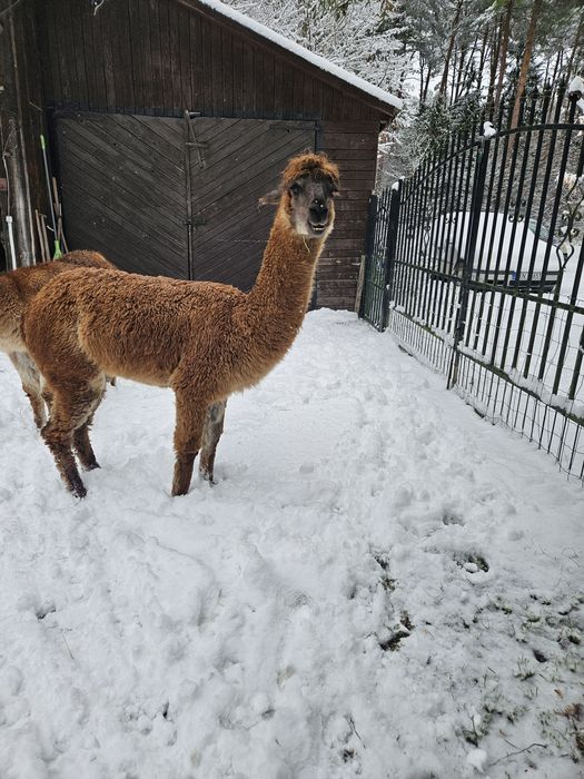 Alpaka - samiczka