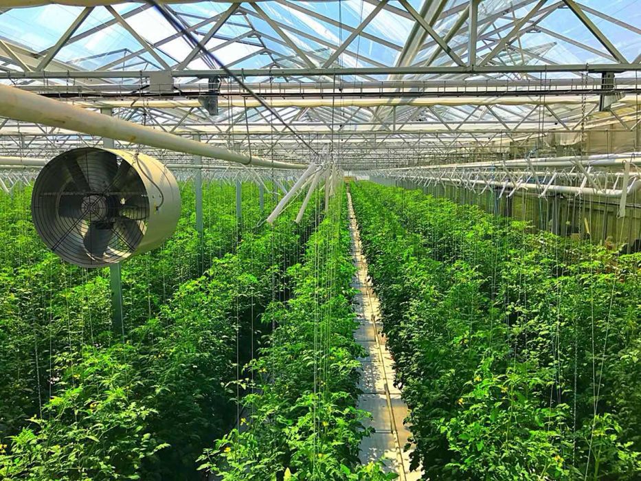 Готовий тепличний бізнес