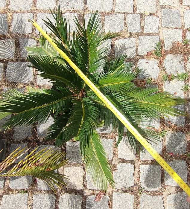 Palmeiras Cica revoluta