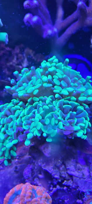 Euphyllia paraancora
