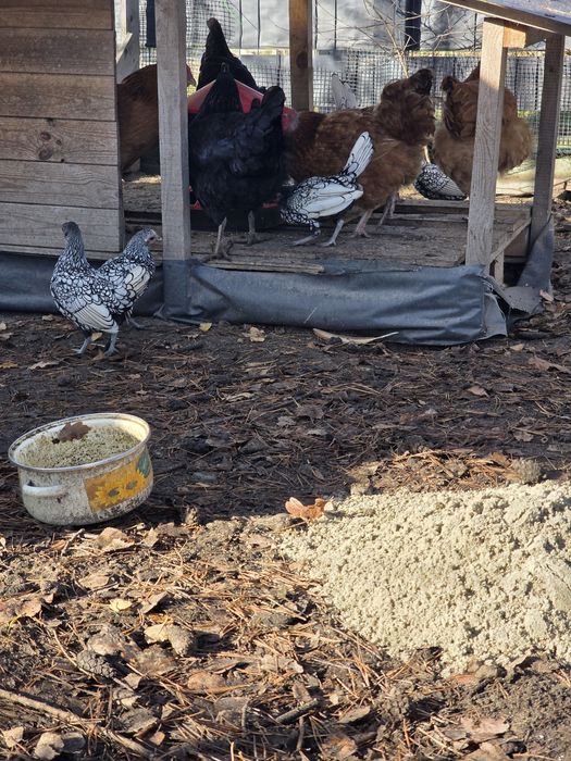 Kury SEBRYTKA srebrna