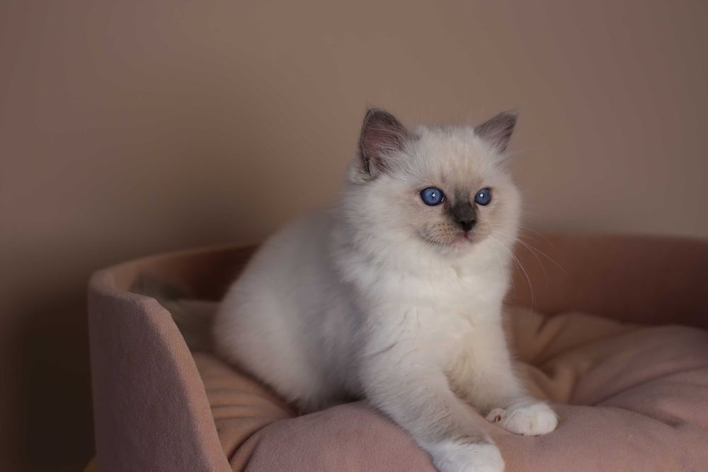 Ragdoll kocurek Amigo z hodowli Castillo Cat*PL