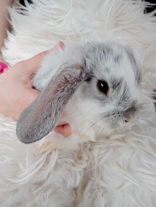 Króliczek baranek miniaturka Mini Lop hodowla zarejestrowana
