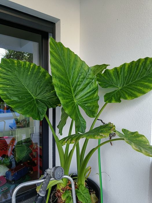 Alocasia macrorriza bebés disponíveis