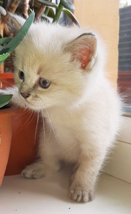 Котенок Британская Блю Поинт