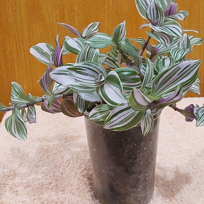 Пропоную до продажу кімнатні квіти вирощені в домашніх умовах