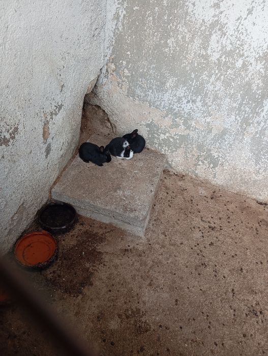 Vendo coelhos caseiros