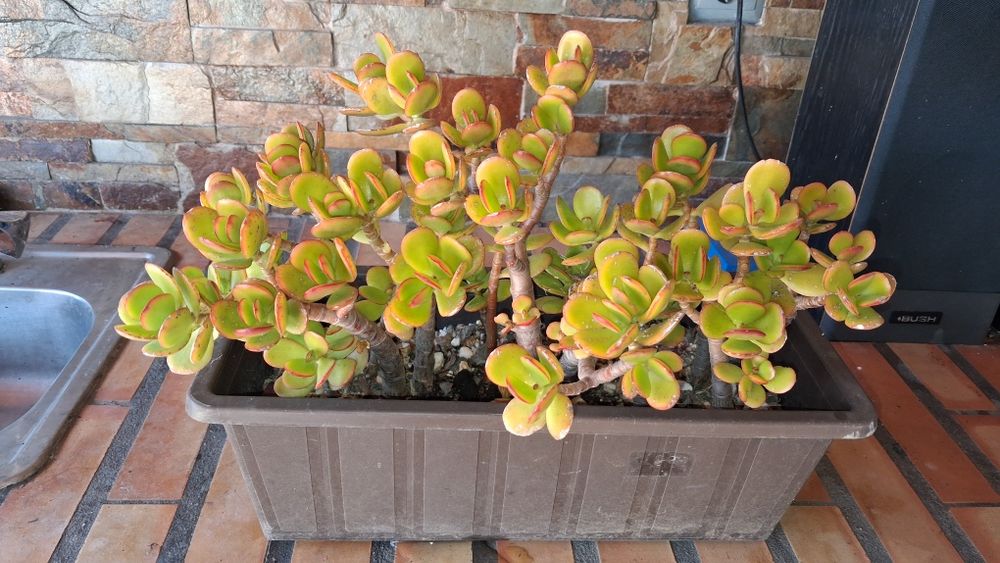 Planta  Flor natural suculenta em vaso retangular
