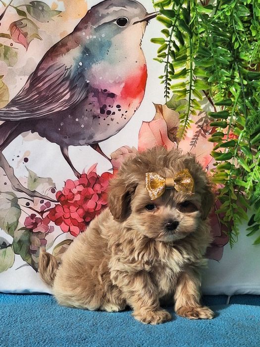 Maltipoo mini mini piesek z certyfikatem