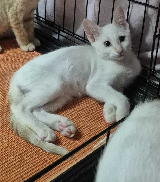 Gata bebé branca para adoção consciente