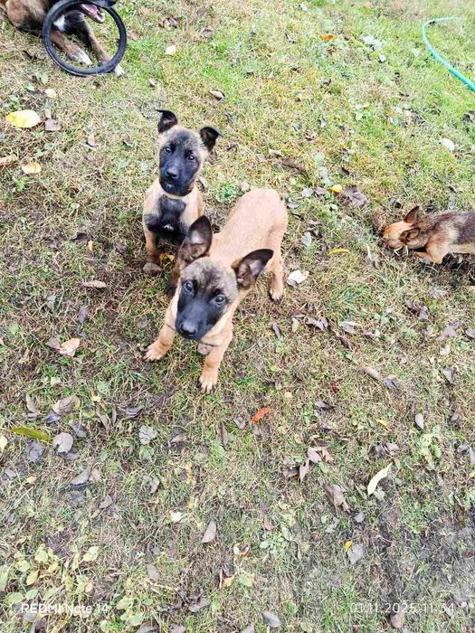 Цуценята Малінуа