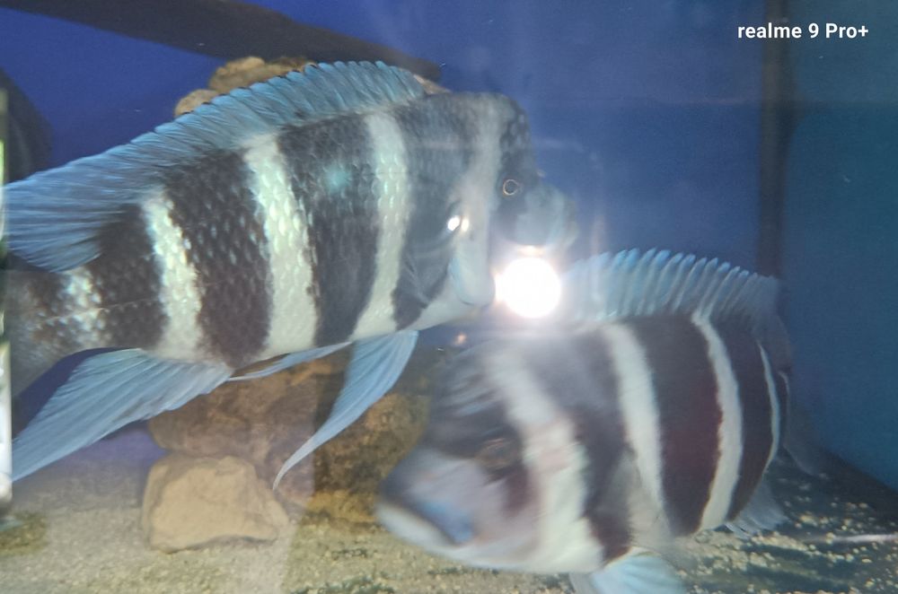 Frontosa blue zaire moba