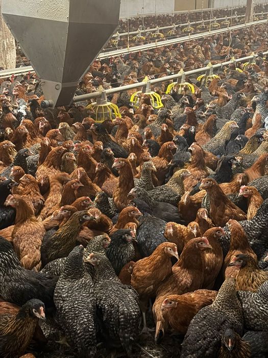 Kury Nioski, Rosa, Blue, Tęczówki, Czubatki, Green Shell. Hurt/detal