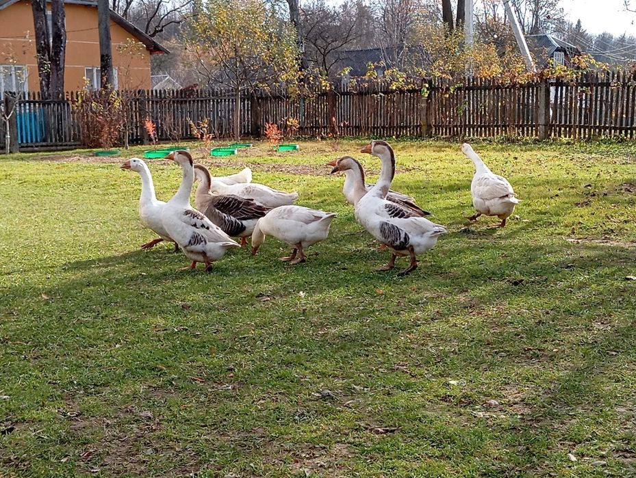 Гуси та гусаки молоді