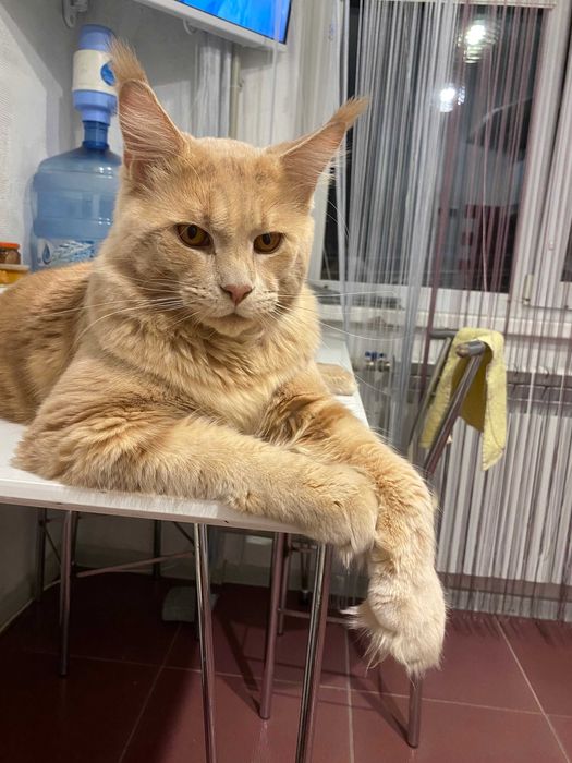 Вязка. Молодой красивый Мейн-кун ищет невесту.