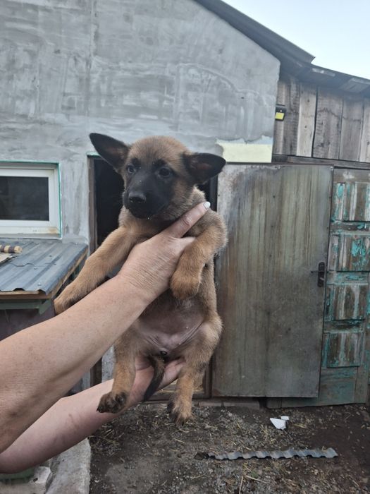 Продаються  цуценята бельгійської вівчарки