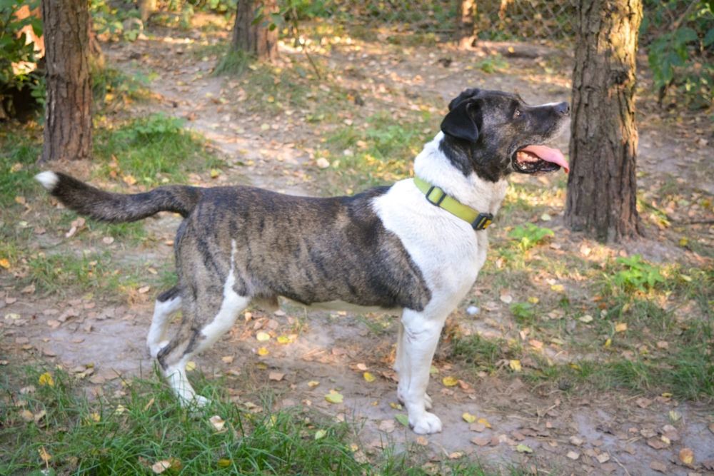 Cudowny Łatek w typie amstaffa czeka na dom