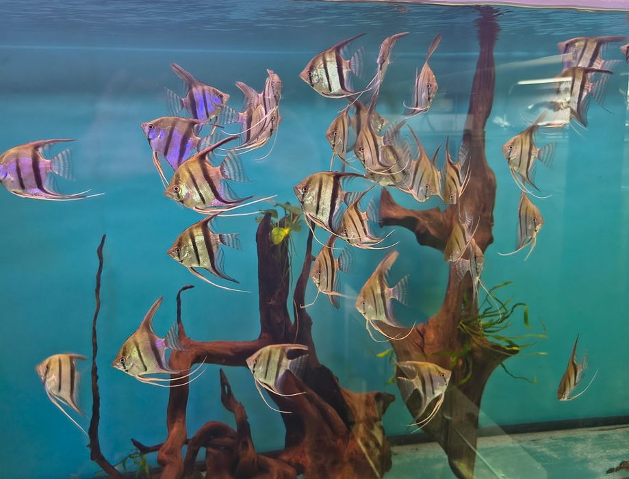 Skalar (Pterophyllum scalare Altum Orinoco)