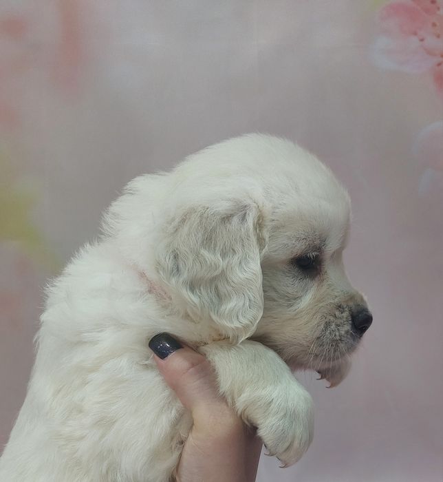 Golden Retriever lop/exames