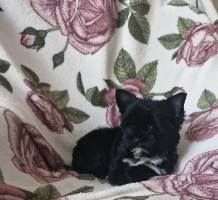 York black piesek z rodowodem