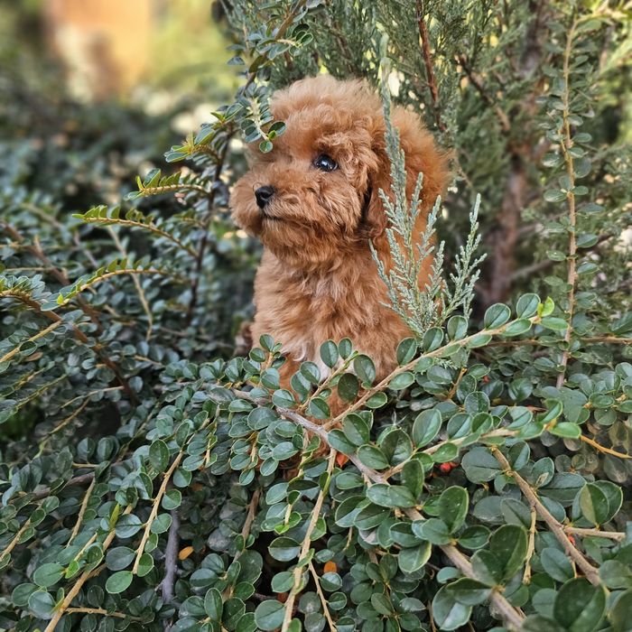 Дівчятка мальтіпу ф1 го ові до переїзду