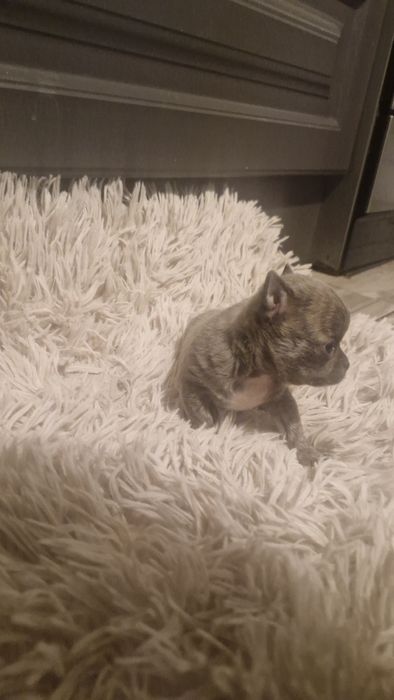Chihuahua pręgowany błękitno-płowy