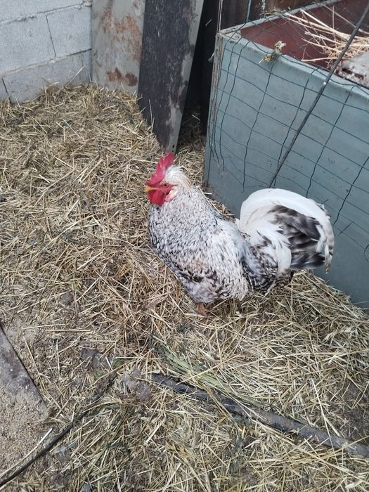 Ovos fecundados várias raças e pintos