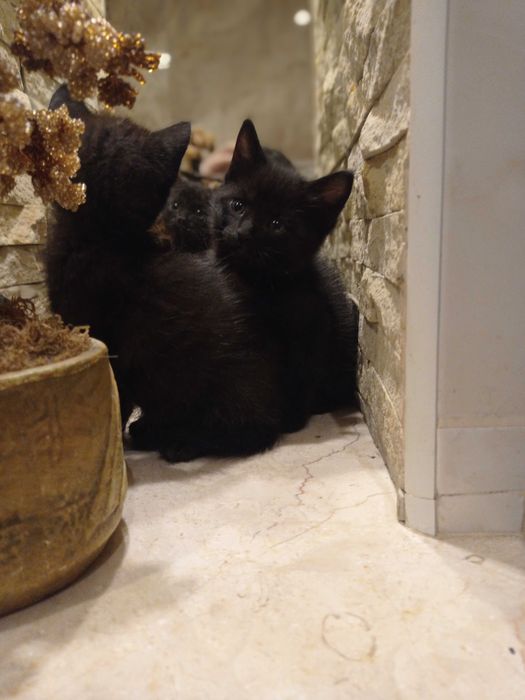 Кошенята безкоштовно