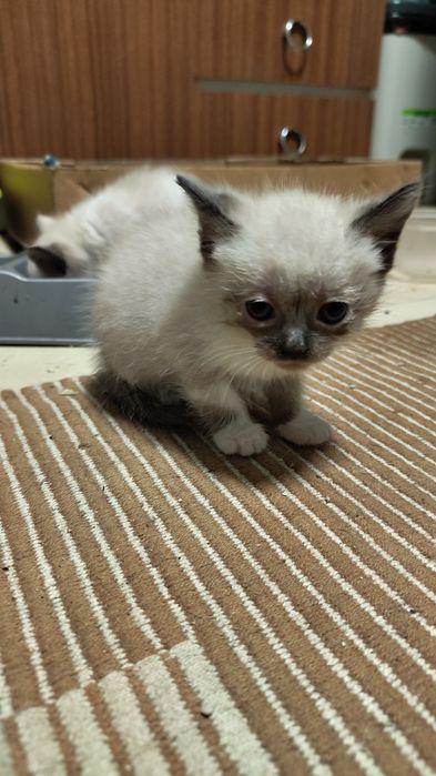 Gatos para adoção responsável