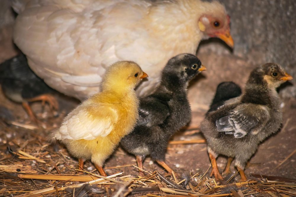 Продаю курчата,гуси,качки,індики.