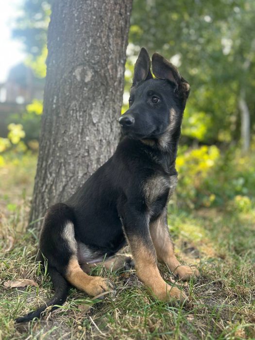 Шикарная девочка породы Немецкая овчарка