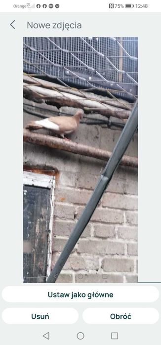 Gołębie tiplery, pocztowe i inne