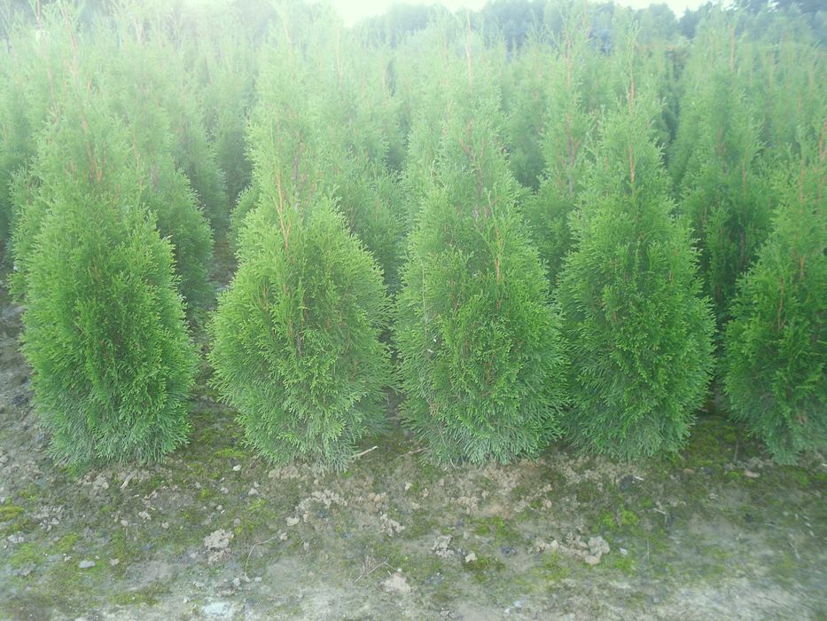 tuja tuje szmaragd z gruntu 100,110,120 cm ładne