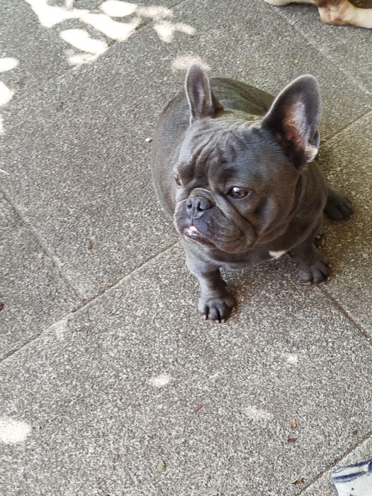 Bulldog  Francês