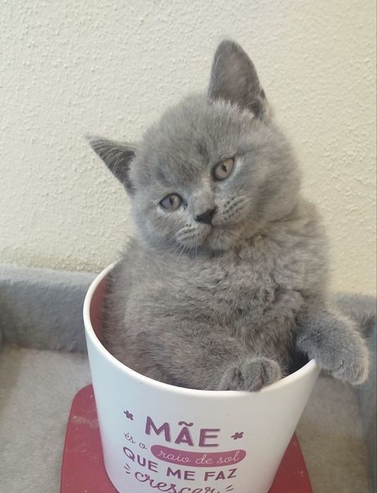 Scottish straight shorthair