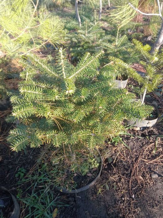 Пихта испанская, кавказская